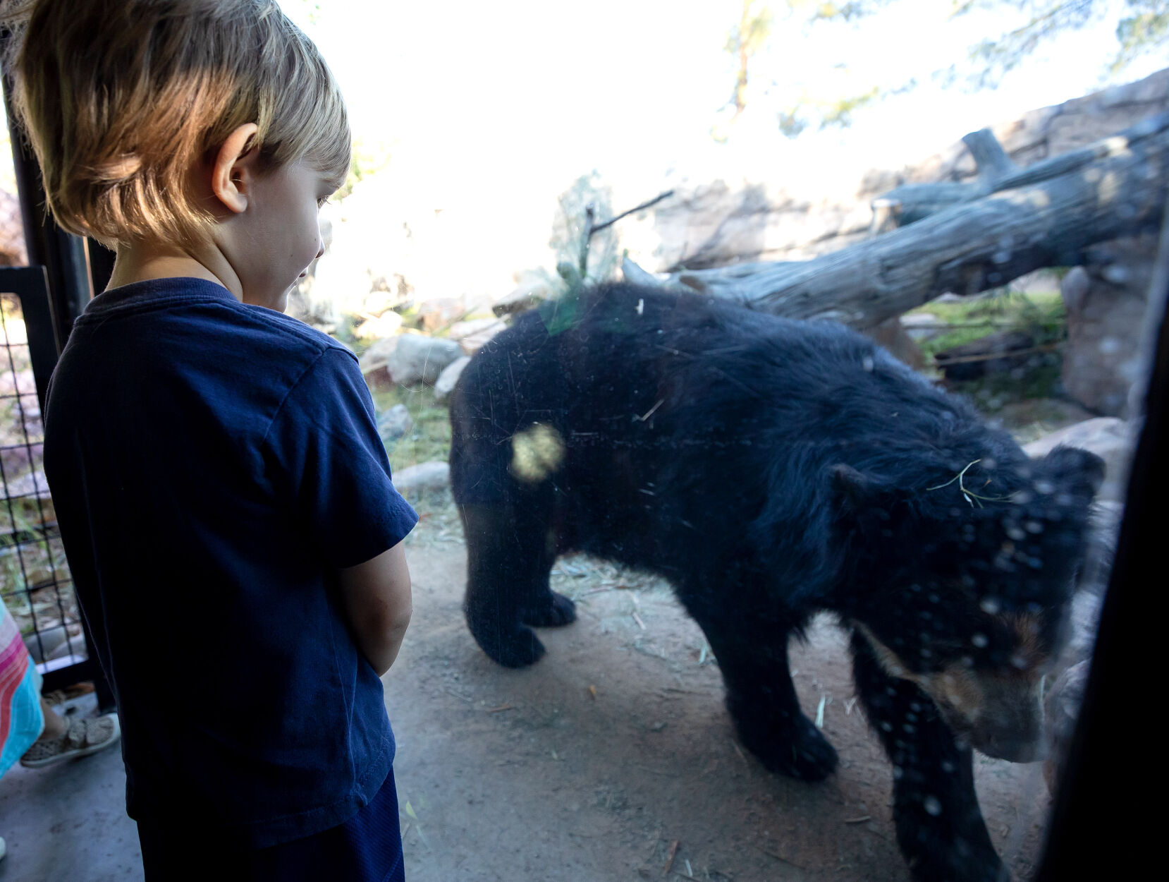 Andean Bear Joaquin (le)